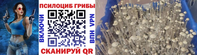 Псилоцибиновые грибы Magic Shrooms KRAKEN как войти Невельск наркотики